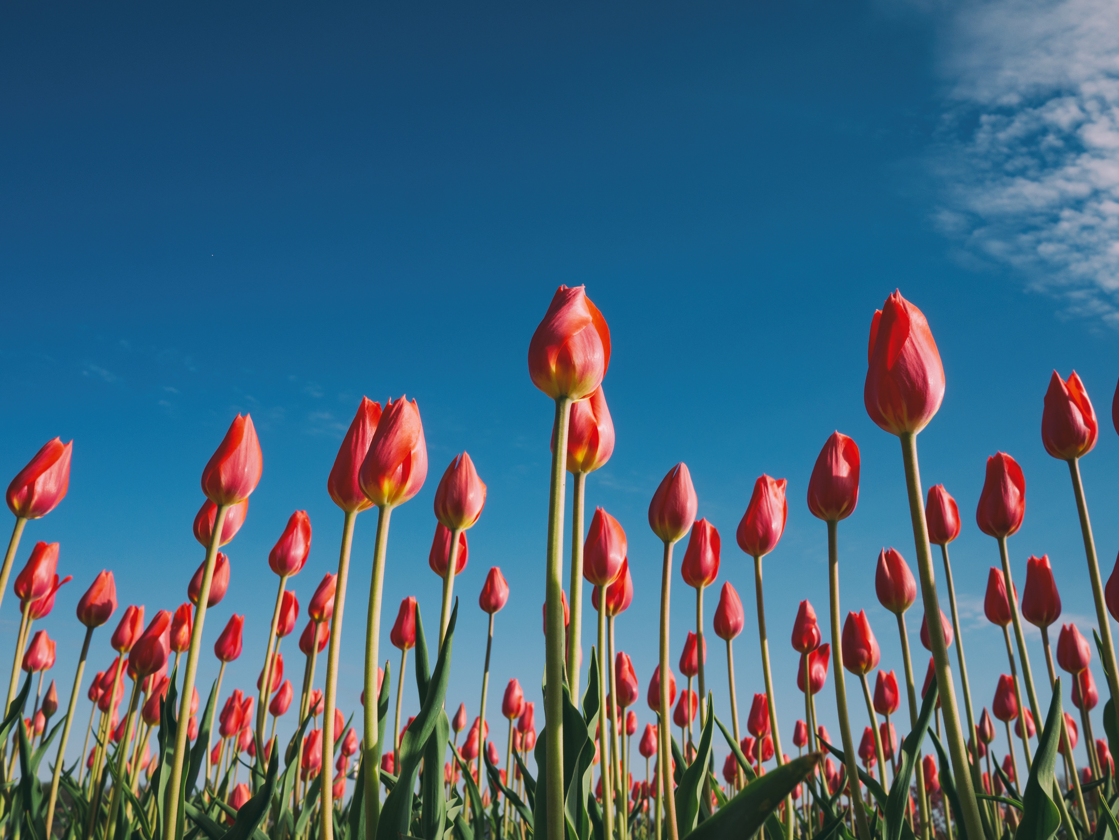 How the innaccurate accounting of the tulip market hysteria has become a stand-in for current cryptocurrency bubble concerns.   When I first got into cryptocurrencies, I never imagined that it would lead to writing about flowers.    But these days, when reading about crypto markets, you can’t get very far before stumbling over some reference to the tulipmania that gripped the Netherlands in the 1600s. For some reason, many finance pundits and commentators feel like the 17th century craze over tulips is a great way to explain cryptocurrency market dynamics.    But, is tulipmania really a good warning flag for the riptides of the free market?     Hed The flower bulb bubble   Last week, I wrote a little bit about how cryptocurrency regulations in development may or may not change the landscape of what digital assets look like and how they are used.    While doing some background reading for that piece, I kept coming across the reference to the tulip mania that happened in what is now known as the Netherlands during the 1600s and allegedly cratered the whole Dutch economy.   So, following a mild curiosity, I thought I would look into it some more.    Turns out, the whole thing is a little bit of fake news.    Summarizing secondhand what comes from the book Tulipmania: Money, Honor, and Knowledge in the Dutch Golden Age, tulips are native to the mountain valleys where China and Tibet intersect with Afghanistan and Russia. The flowers, recognized for their beauty and delicate intricacies, were brought to Istanbul where they were cultivated for centuries, eventually becoming the favored garden fixture of the emperors of the Ottoman Empire.    During the latter part of the 1500’s, during a decades-long war with Spain, the Dutch were experiencing a demographic and cultural shift. International commerce and trading were taking off at the time, creating a crust of wealthy merchants and traders living in Dutch cities.   The profits from these new ventures funded new indulgences. At the time, social and cultural interests leaned toward nature and things that were exotic, which intersected perfectly around tulips.    And not just any tulips, Dutch traders were particularly interested in broken tulip bulbs, which is a variety of flower that produces patterned or multicolored petals, which are actually the result of a virus.    Merchants attracted investors, formed specialized companies, and started pumping broken tulip bulbs. All of which fits neatly into a crypto analogy.    Prices for tulip bulbs rose to astronomical heights, but eventually the whole thing folded when the new bulb companies began defaulting on their payments to traders. The fallout from the collapsed tulip trade had larger financial ripples and eventually led to a stagnate economy.    That’s the way the story has gone up until this point. But, in an interview in Smithsonian magazine, Anne Goldgar, the professor of early modern history at King’s College in London, who wrote the book Tulipmania, the bursting of the great tulip didn’t have the dire economic consequences that were originally reported.    “There weren’t that many people involved and the economic repercussions were pretty minor,” Goldgar told Smithsonian. “I couldn’t find anybody that went bankrupt. If there had been really a wholesale destruction of the economy as the myth suggests, that would’ve been a much harder thing to face.”   Hed Tulipmania: Tale of crypto warning, or fantastical flower story?   While the exact details of the Dutch tulipmania might not be totally accurate, the value of the parable still holds up: People went a little crazy and lost some money.    And we don’t need to look 400 years in the past to search for examples of what happens when economic bubbles burst.   After all, we have seen bubble before —  most recently, the housing bubble in the 2000s and dot-com bubble of the 1990s.    The point, is that economics and markets do not always behave rationally and that participating and investing in the emerging cryptoeconomy should be done carefully. And, we should always check facts and do our own due diligence, even if the facts lead us down rabbit holes about flower trading from centuries ago.