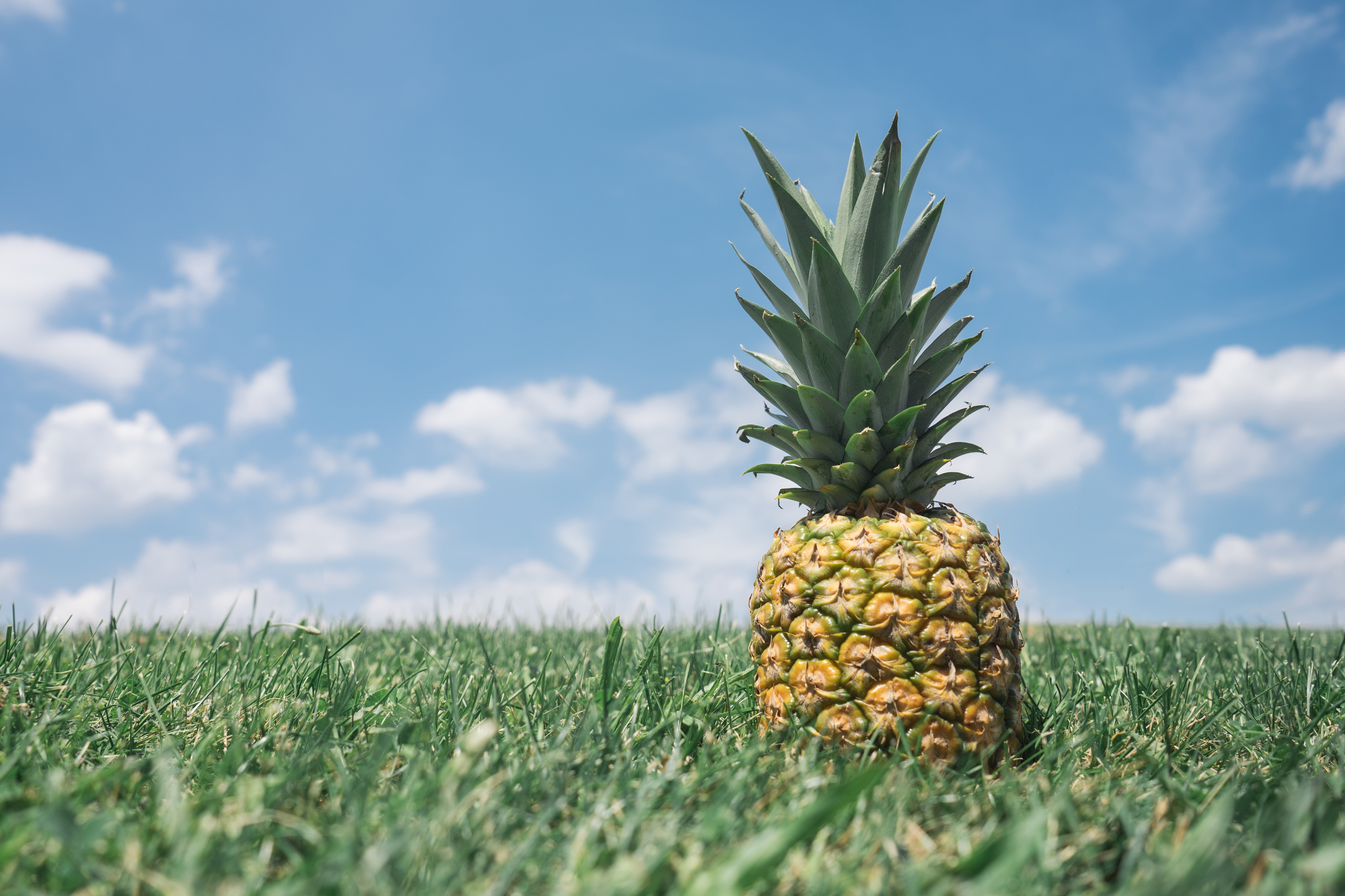 Will the creation of the Pineapple Fund inspire other social impact crypto projects?