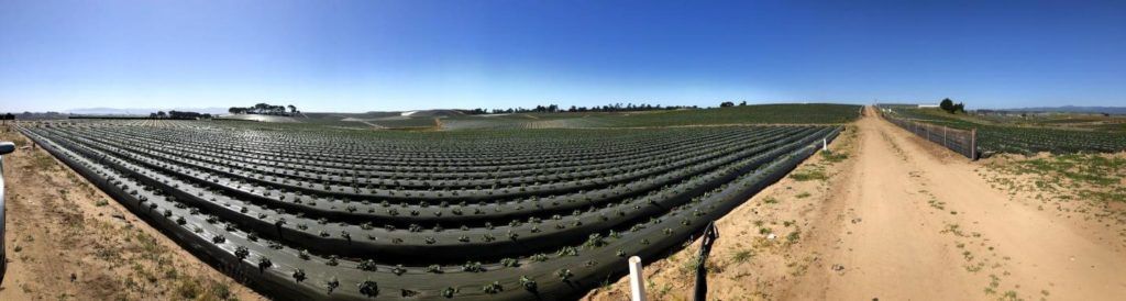 This is a panoramic image of a strawberry field in the Pajaro Valley